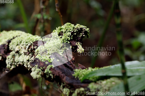 Image of small plant on trees in Madagascar rainforest