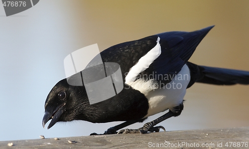 Image of Magpie. 