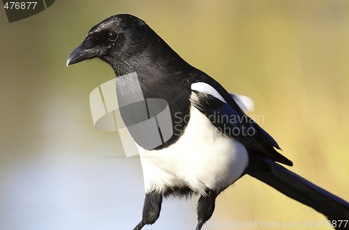 Image of Magpie. 