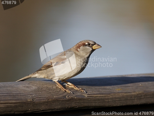 Image of House Sparrow. 