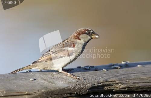 Image of House Sparrow. 