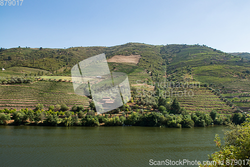 Image of vineyars in Douro Valley
