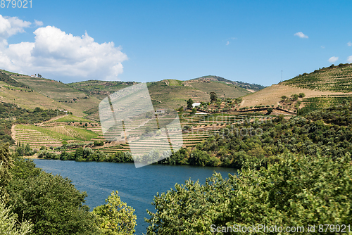 Image of Point of view shot of terraced vineyards in Douro Valley