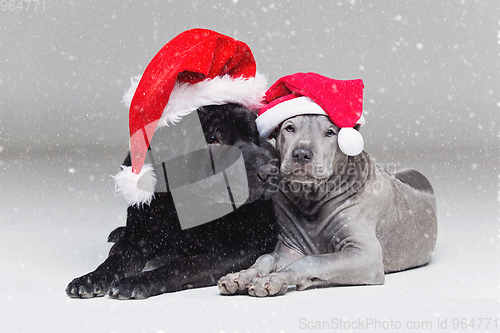 Image of thai ridgeback puppy and shar pei dog