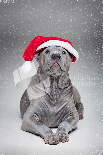 Image of thai ridgeback puppy in xmas hat