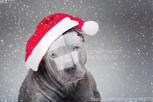 Image of thai ridgeback puppy in xmas hat