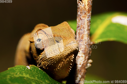 Image of beautiful panther chameleon, Madagascar