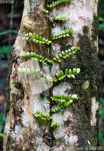 Image of small plant on trees in Madagascar rainforest