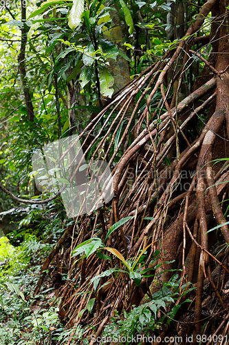 Image of tree buttressed by roots, Madagascar rainforest