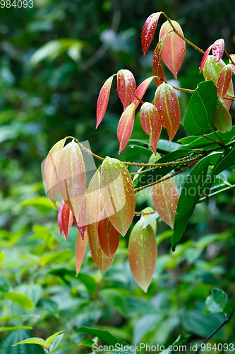 Image of Cinnamon Tree with colored leaves