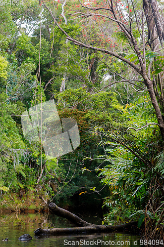 Image of Masoala National Park landscape, Madagascar