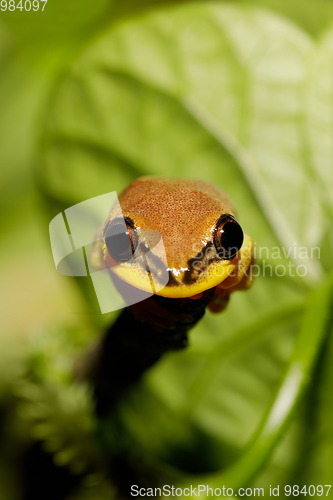 Image of beautiful yellow tree frog, madagascar