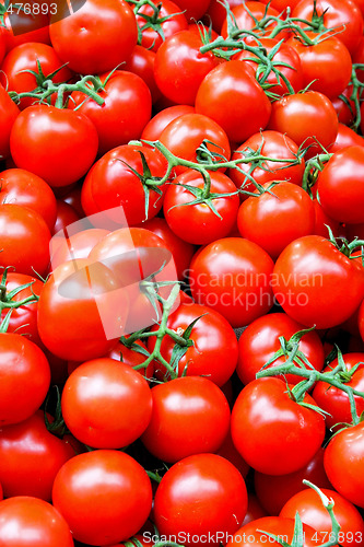 Image of Tomato with vine