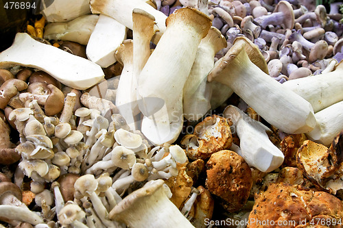 Image of Wild mushrooms