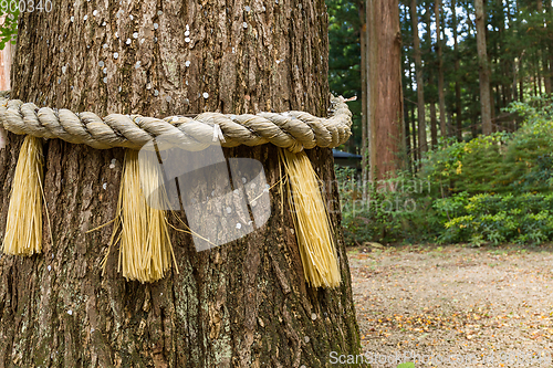 Image of Rope on tree bark in Japanese temple