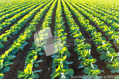 Image of Lettuce field