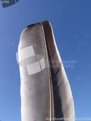 Image of Feather