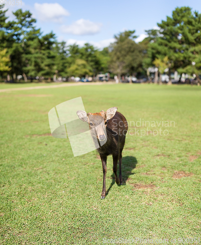 Image of Deer walking in the park