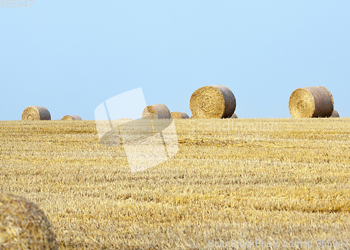Image of Field with a harvest of cereals