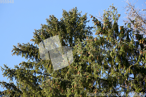 Image of spruce cones on the top of the tree