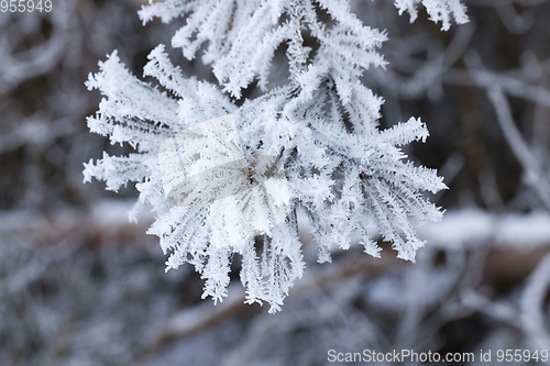 Image of Winter season