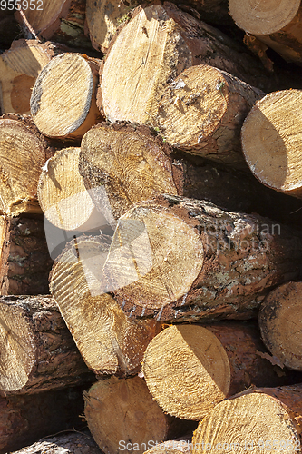 Image of Trunks of pines, wood