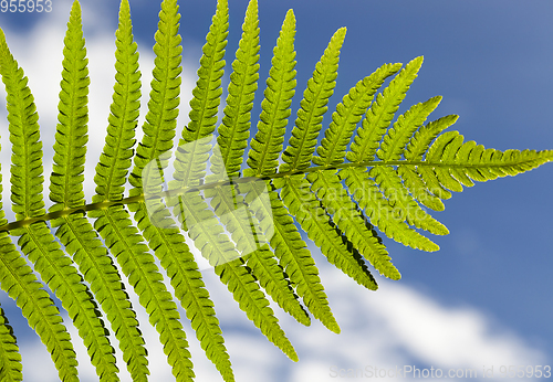 Image of Green leaf of fern