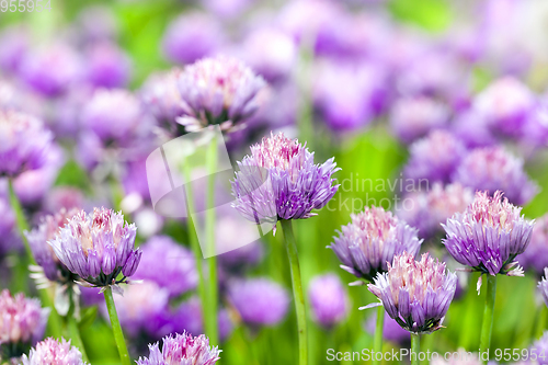 Image of Purple garlic flower