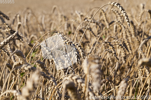 Image of agricultural field, cereals