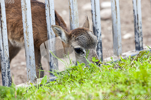 Image of Animals in the zoo