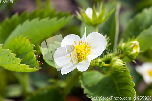 Image of Blossoming bush of a strawberry