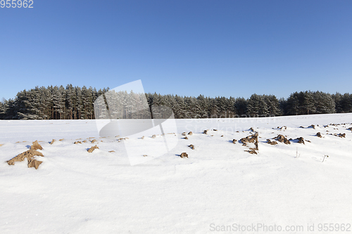 Image of Snow in winter