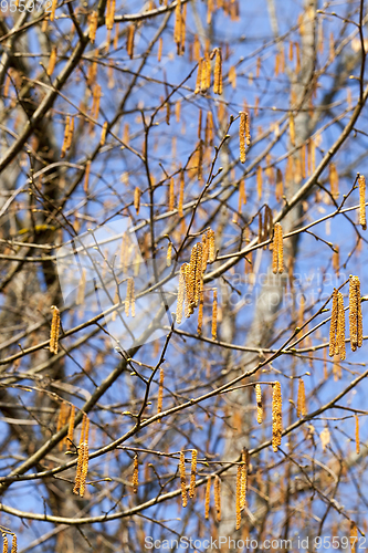 Image of birch tree in spring