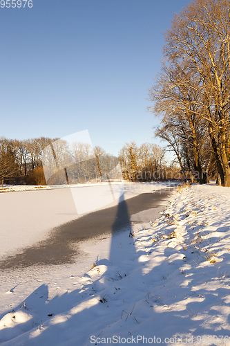 Image of Winter forest, close-up