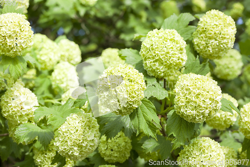 Image of Bush with white flowers, spring