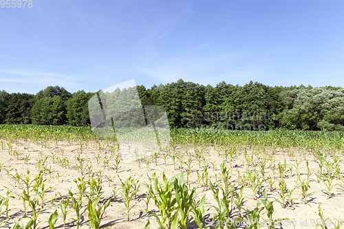 Image of Green field