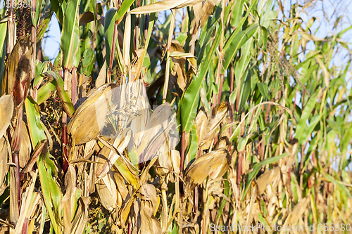 Image of yellowed ripe corn