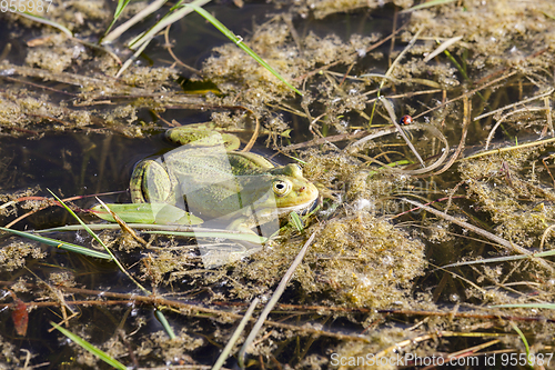 Image of swamp with frogs