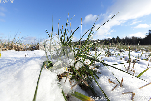 Image of Green wheat in winter