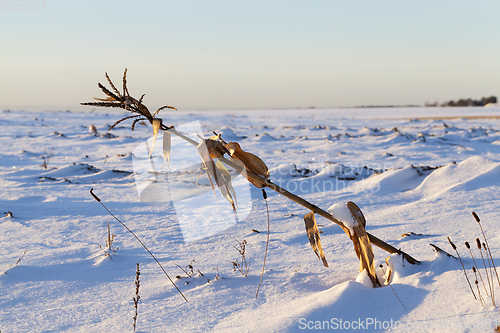 Image of After snowfall