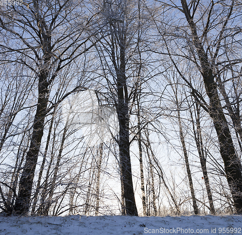 Image of Winter forest, close-up