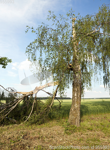 Image of a broken birch tree in summer