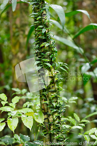 Image of small plant on trees in Madagascar rainforest