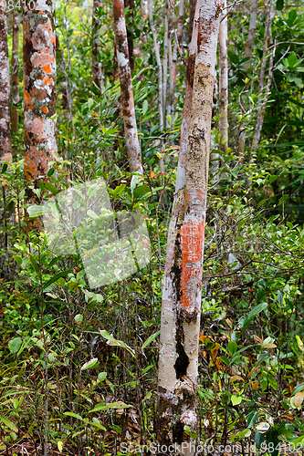 Image of trees in Madagascar rainforest