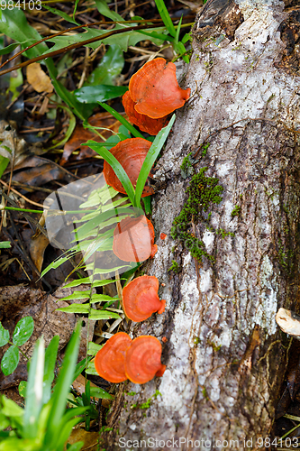 Image of Mushroom on the trunk of a rainforest tree