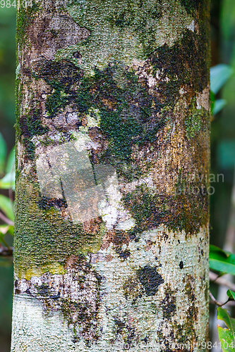 Image of bark texture, pattern for background or backdrop