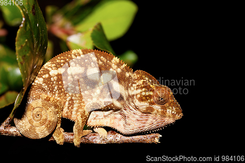 Image of beautiful panther chameleon, Madagascar