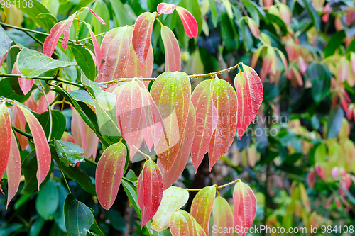 Image of Cinnamon Tree with colored leaves
