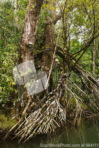 Image of tree buttressed by roots, Madagascar rainforest