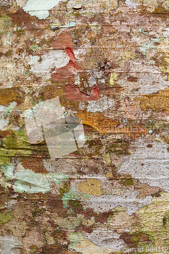 Image of bark texture, pattern for background or backdrop